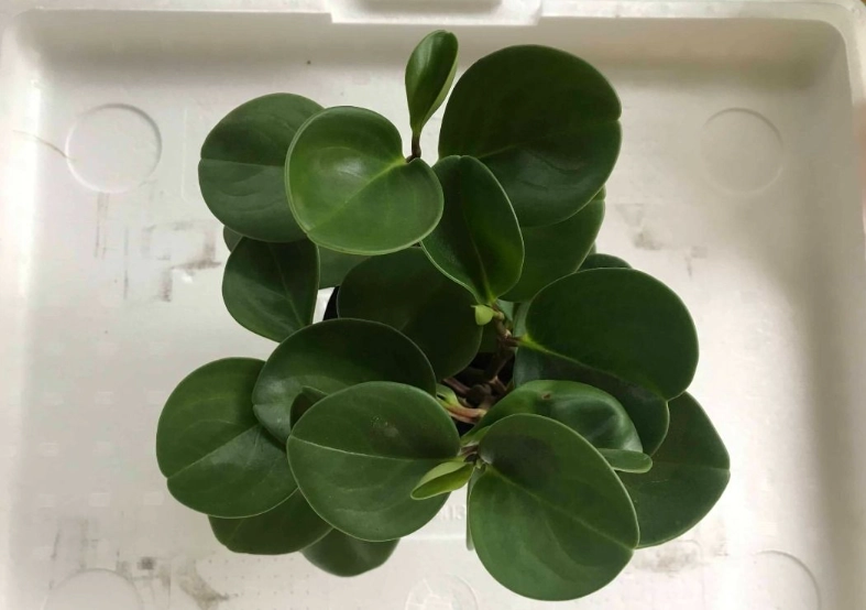 圓葉發財樹 照顧