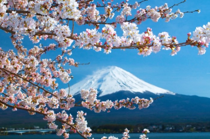 日本櫻花