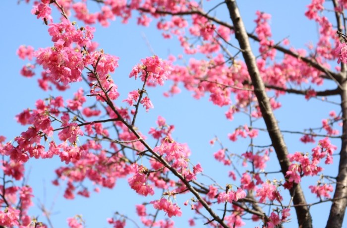 台灣櫻花