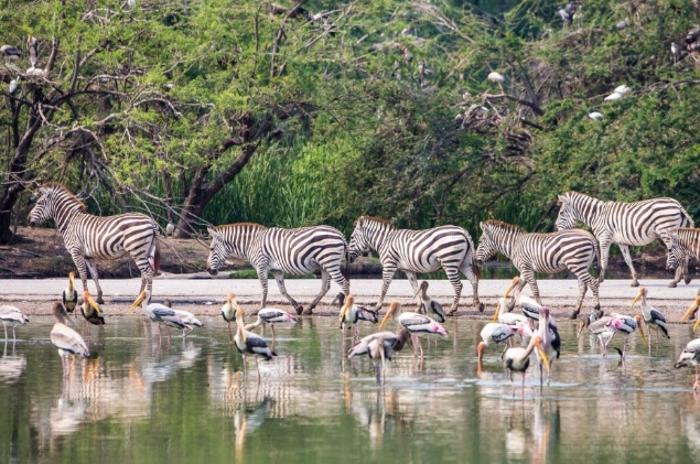 野生動物園一日遊行程 野生動物園一日遊行程