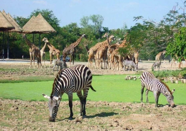 野生動物園一日遊行程 野生動物園一日遊行程