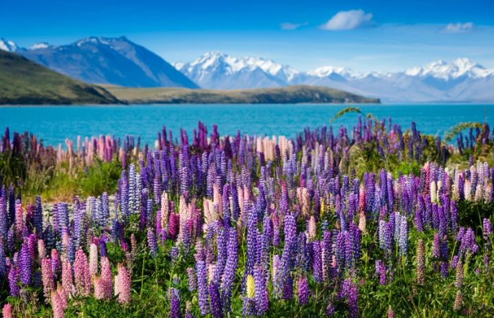 紐西蘭秋季景點