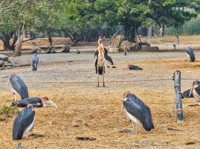 賽佛瑞野生動物園攻略 賽佛瑞野生動物園攻略