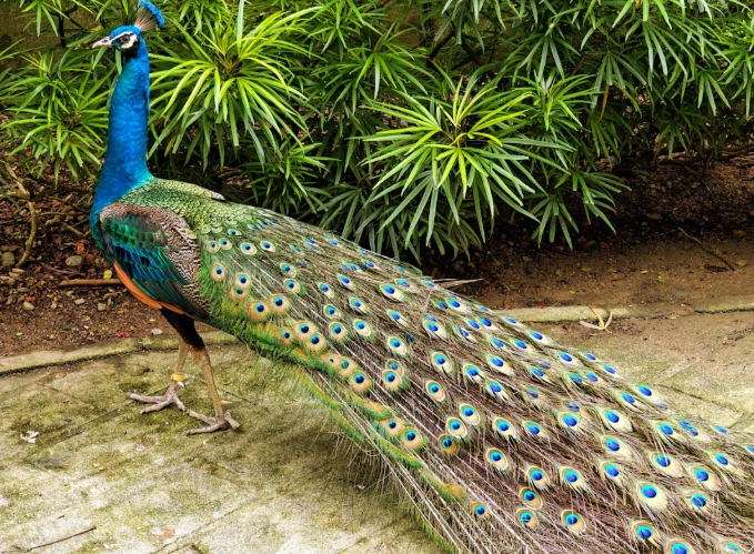 马来西亚货币兑换攻略 马来西亚货币兑换攻略