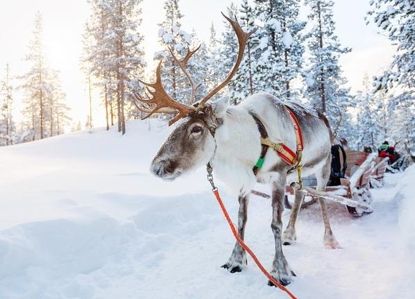芬蘭冬季旅遊