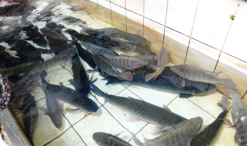 石門水庫活魚三吃 石門水庫活魚三吃