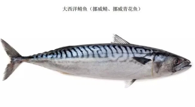鯖魚花魚比較 鯖魚花魚比較
