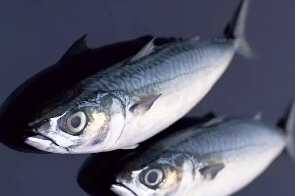 花魚和鯖魚不同 花魚和鯖魚不同