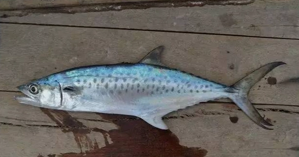 鯖魚花魚比較 鯖魚花魚比較