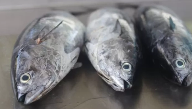 花魚和鯖魚不同 花魚和鯖魚不同