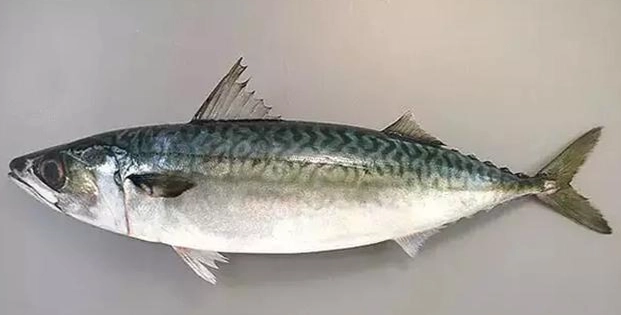 花魚和鯖魚不同 花魚和鯖魚不同