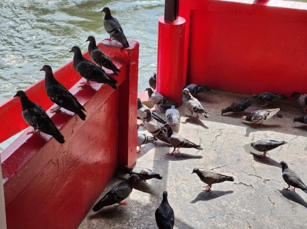 水門寺船遊 水門寺船遊