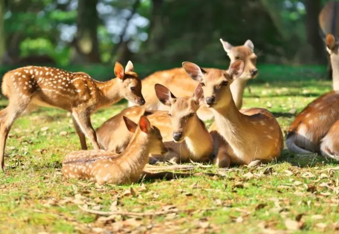 餵鹿技巧 餵鹿技巧