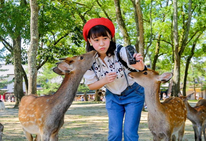 奈良鹿互動 奈良鹿互動