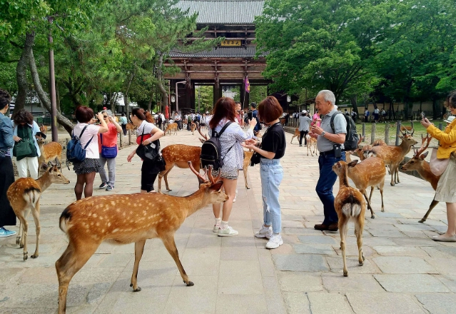 餵鹿最佳時間 餵鹿最佳時間