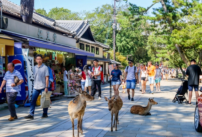 奈良公園餵鹿注意事項 奈良公園餵鹿注意事項