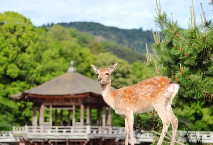 奈良景點推薦