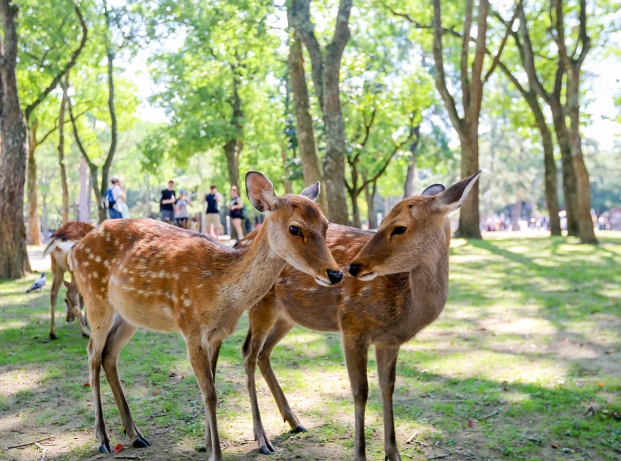奈良公園餵鹿注意事項 奈良公園餵鹿注意事項