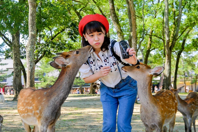 餵鹿技巧 餵鹿技巧