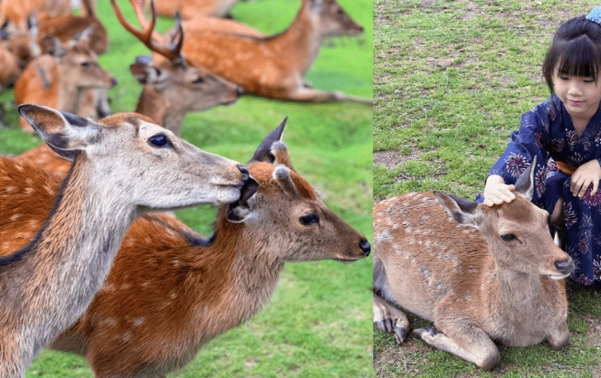 奈良鹿餵食時間 奈良鹿餵食時間