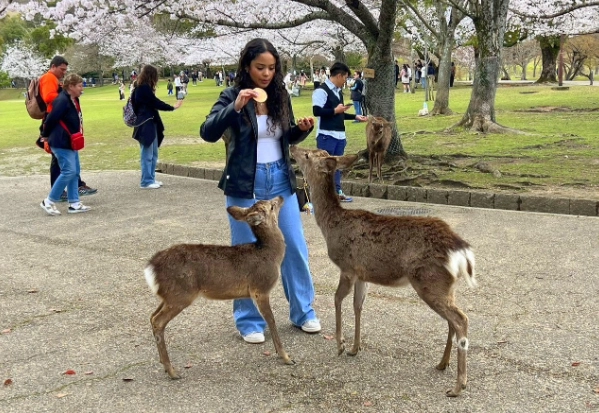 餵鹿最佳時間 餵鹿最佳時間