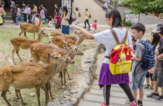 奈良公園餵鹿注意事項 奈良公園餵鹿注意事項