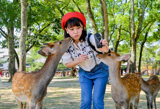 餵鹿最佳時間 餵鹿最佳時間