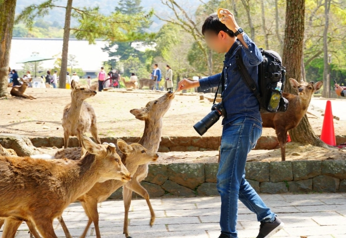 餵鹿技巧 餵鹿技巧