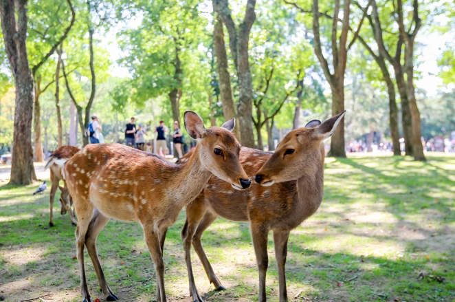 奈良鹿餵食時間 奈良鹿餵食時間