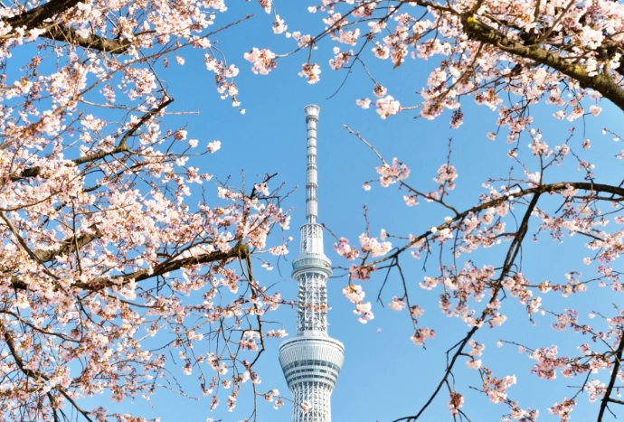 東京賞櫻 東京賞櫻