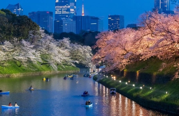 東京櫻花季節 東京櫻花季節