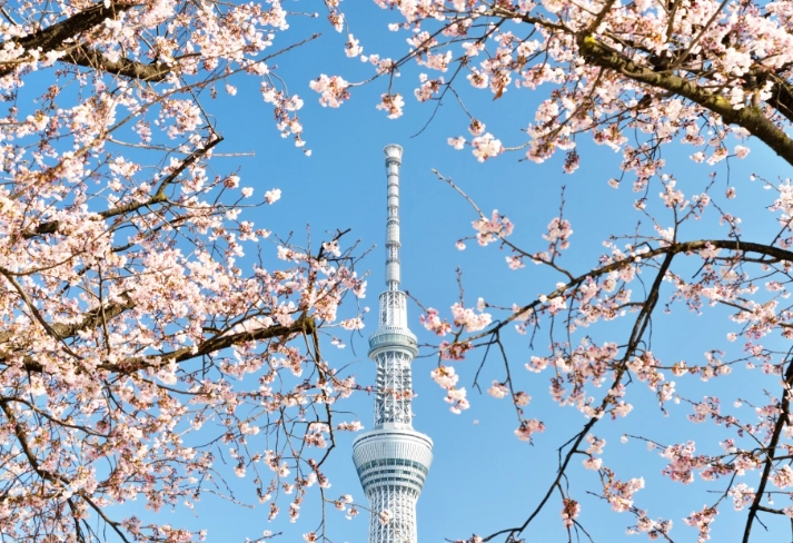 東京賞櫻景點 東京賞櫻景點