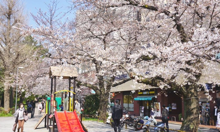 賞櫻行程規劃 賞櫻行程規劃