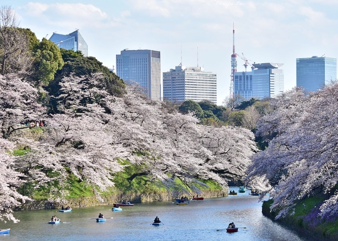 東京賞櫻 東京賞櫻