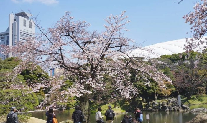 賞櫻行程規劃 賞櫻行程規劃