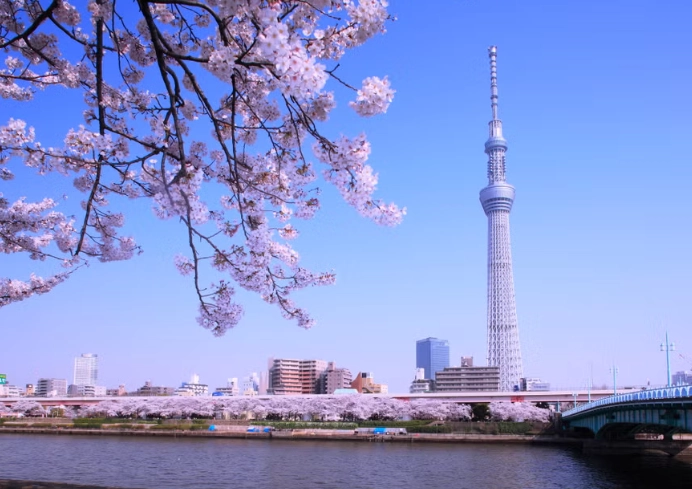 東京櫻花季節 東京櫻花季節