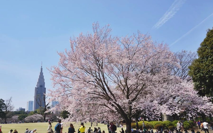東京櫻花季節 東京櫻花季節