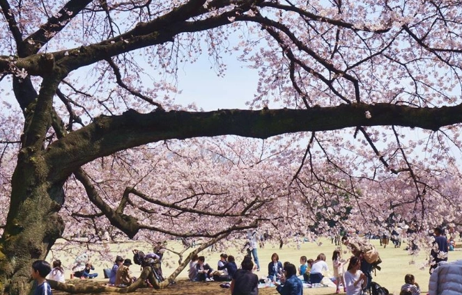 東京櫻花季節 東京櫻花季節
