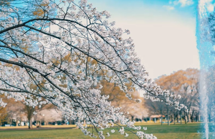 東京櫻花季節 東京櫻花季節