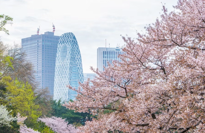 東京賞櫻景點 東京賞櫻景點
