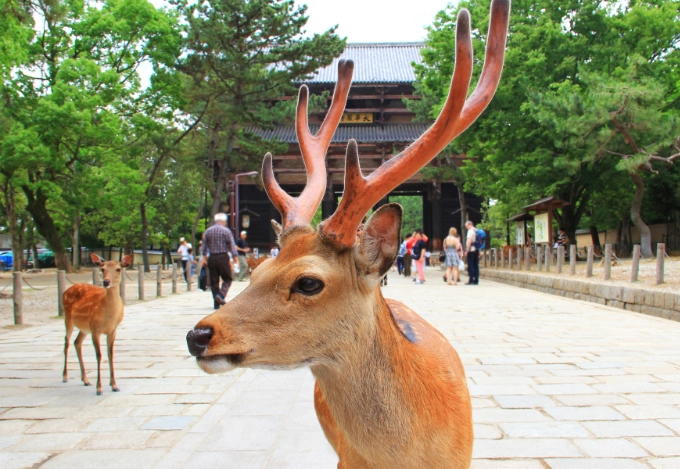 奈良餵鹿攻略 奈良餵鹿攻略