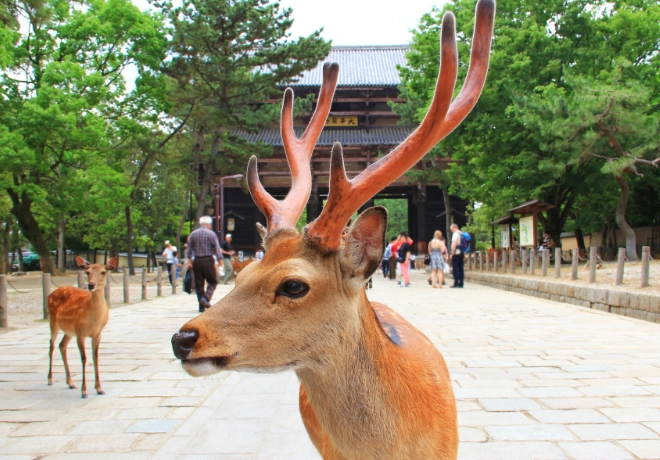 奈良公園餵鹿時間 奈良公園餵鹿時間