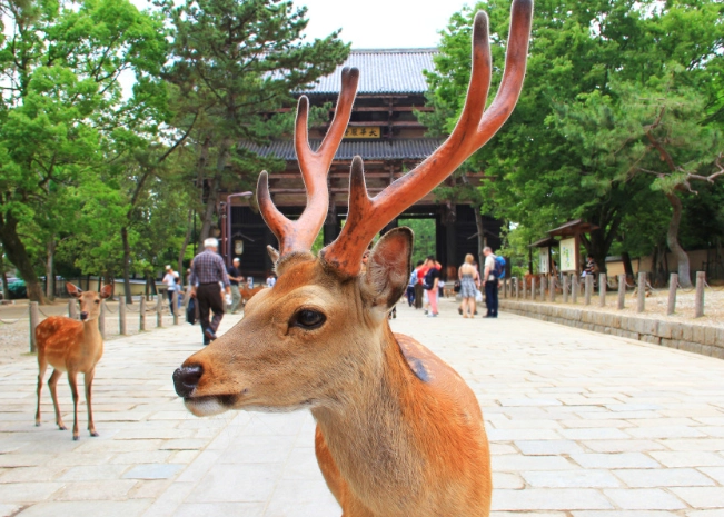 奈良公園餵鹿位置 奈良公園餵鹿位置