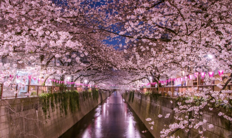 東京賞櫻2025 東京賞櫻2025